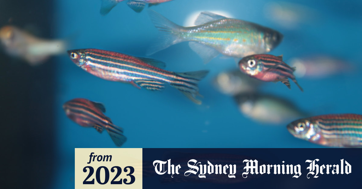 Fish can sense fear, new study shows